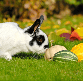 Piccoli pezzi di mela, fragole e pera in una ciotolina, con un coniglio che li osserva con interesse