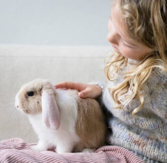 Un minilop con le tipiche orecchie cadenti che si lascia coccolare da un bambino
