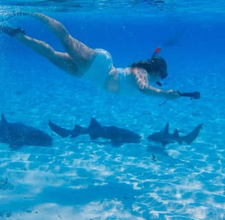 Nurse Shark snorkeling pigeon cay roatan