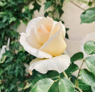 Primer plano de una capullo de rosa blanca