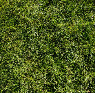 green, healthy grass