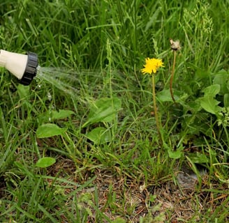 a person spraying a herbicide onto a dandelion broad leaf weed