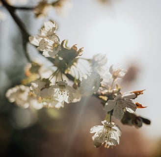 a close up of a tree branch with white flowers