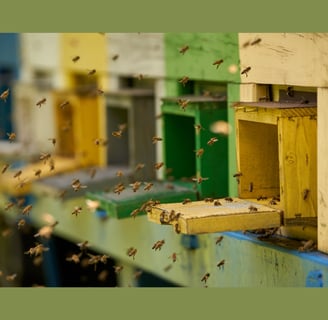 Bees entering their hives