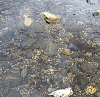 Photo of a tide pool