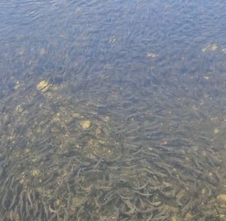 Photo of a large school of alewives