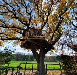 Cabane dans les arbres