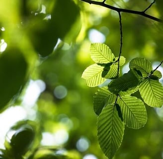 Feuille de hêtre