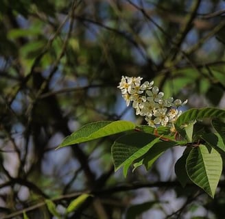 Feuille et fleur de merisier