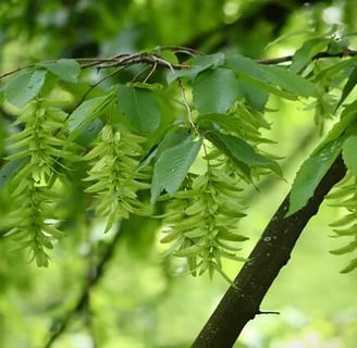 Feuille et fruit du charme