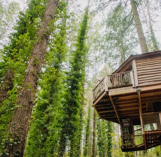 cabane dans les arbres entouré de forêt