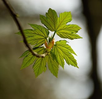 Feuille d'érable