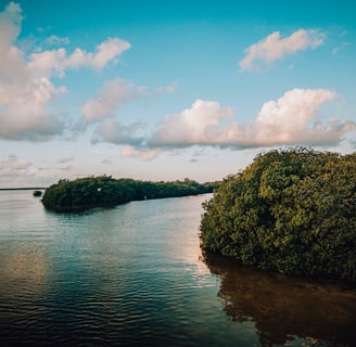 mangrove SIAN KAAN