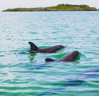 Observation des dauphins à Sian Kaaan avec Paseo Tours
