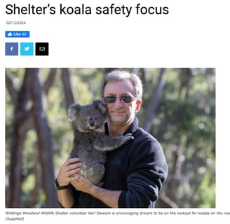 Shelter's Koala Safety Focus