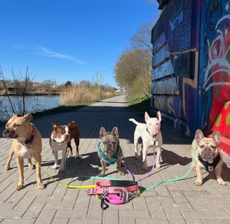 5 Hunde bei der Dogwalking Vormittagsgruppe in Hannover