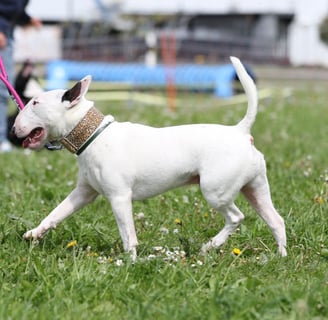 Bullterrier Ole beim Training