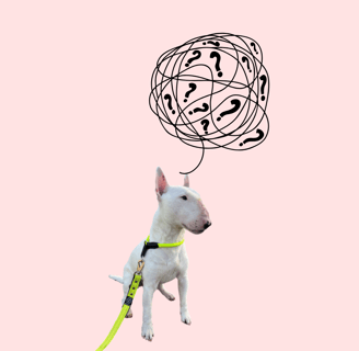 Grafik Bullterrier Ole mit vielen Fragezeichen über dem Kopf