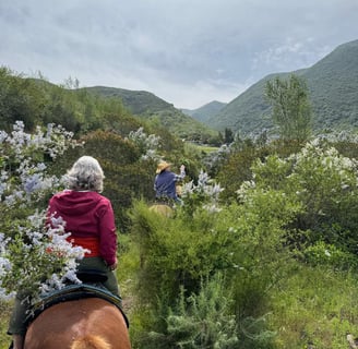 Horseback ride through the blooming wild lilac trees