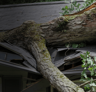 Tree fell on roof