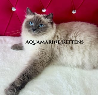 Blue Point Ragdoll