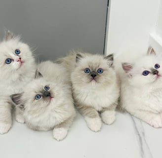 Ragdoll Litter