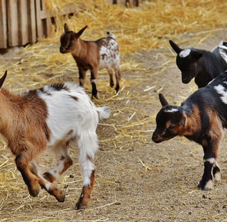 petites chèvres dans la ferme