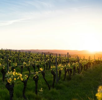 vigne et coucher de soleil