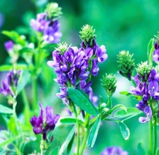 alfalfa