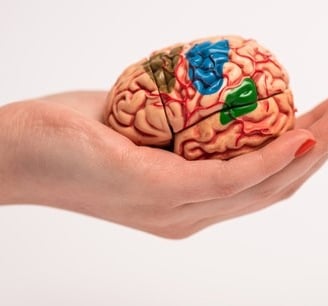 overview of brain -Amnesia