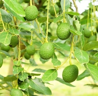 avocado