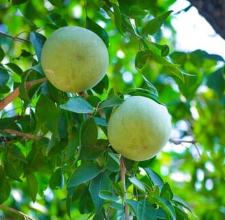 stone apple (bael)