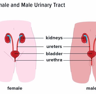 bladder infection