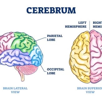 cerebrum