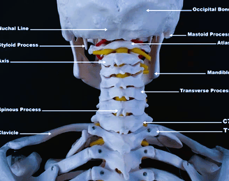 cervical spine
