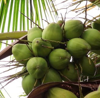 coconut