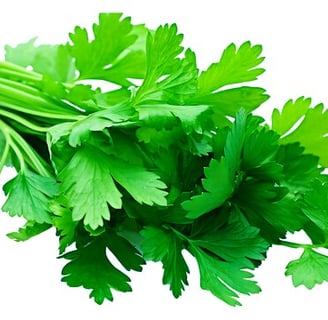 coriander leaf