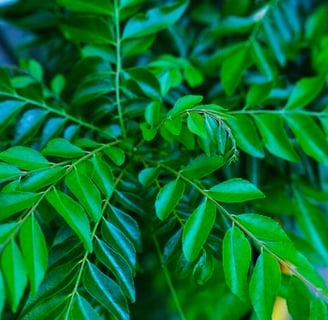 curry leaf