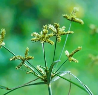 cyperus rotundus