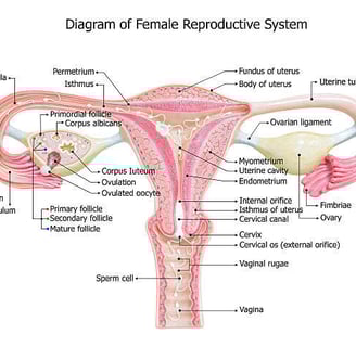 female reproductive system