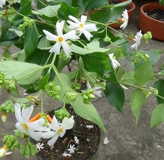 Ganga Siuli