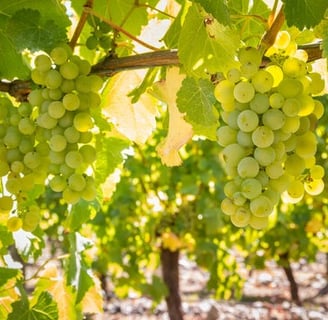 What are the benefits of eating grapes ?