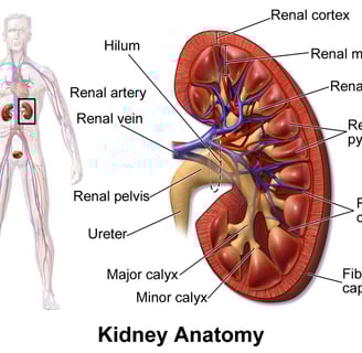 Kidney Health