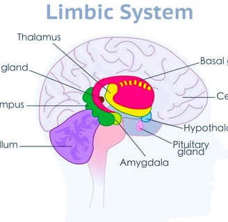 amygdala