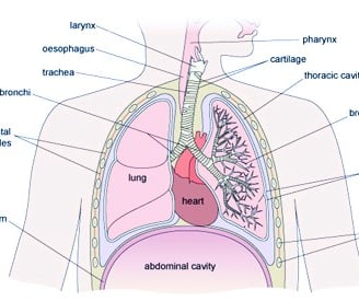 Lower Respiratory Tract
