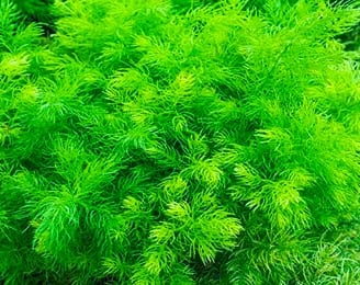 Medicinal Benefits of Shatavari