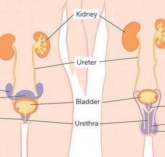 BLADDER CANCER