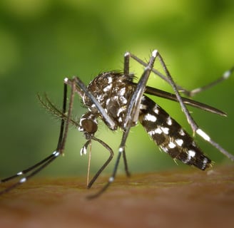 dengue (aedes mosquito)