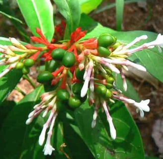 Patala Garuda