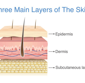 skin layers